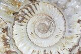 Monster, Jurassic Ammonite Fossil - Madagascar #79451-1
